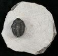 Bargain Gerastos Trilobite Fossil #15403-2